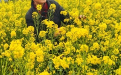 探索原神妮露掀起奶盖黄